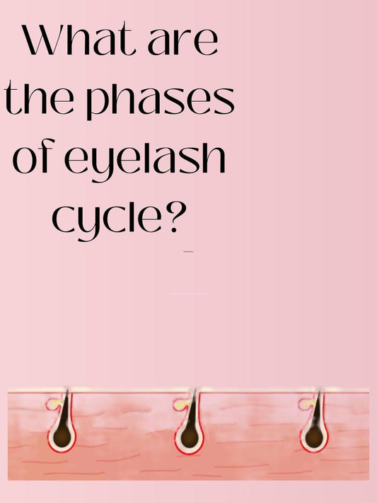 #23 What are the phases of eyelash cycle?